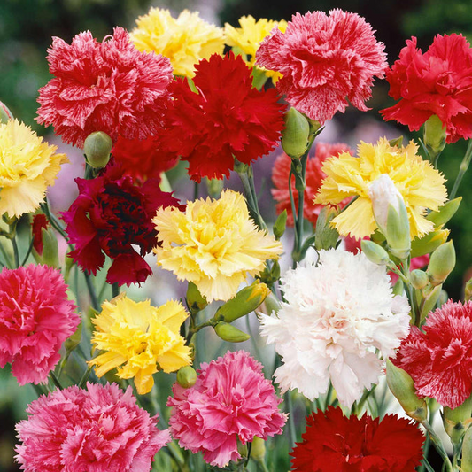 200 Seeds Carnation GRENADIN DOUBLE Mix, Dianthus caryophyllus, Pollinator-Friendly, Fragrant Cut Flowers, Florist Quality, for Gardens