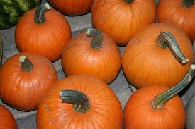 1g Small Sugar Pumpkin Seeds Cucurbita pepo | Sweet Pie Pumpkin, Heirloom, Non-GMO, Baking, Roasting, Easy to Grow Vegetable