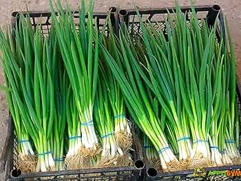 250 mg Onion Evergreen Bunching Seeds for Planting - Perennial, Hardy Green Onion Variety for Vegetable Gardens, Spring & Summer Crops