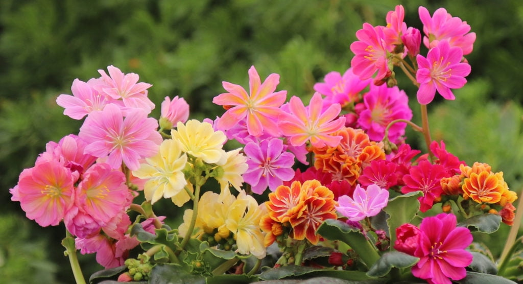 1 Live Starter Plant Lewisia ‘Rainbow Mix’, Hardy Succulent, Colorful Blooms