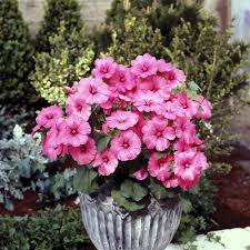 100 Seeds Rose Mallow Tanagra Hot Pink Blooms, Pollinator Attractor, Non-GMO, Hardy Perennial, Vibrant Flowers for Garden