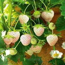 200pcs Rare Milk Strawberry Seeds – Unique White-Pink Fruit Variety for Home Gardens – Sweet Heirloom Berry for Planting