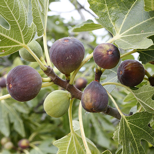 5 Organic Fig Tree Unrooted Cuttings 8" Each From Fruiting Tree - Ficus Carica, Healthy, Perfect for Planting & Propagation