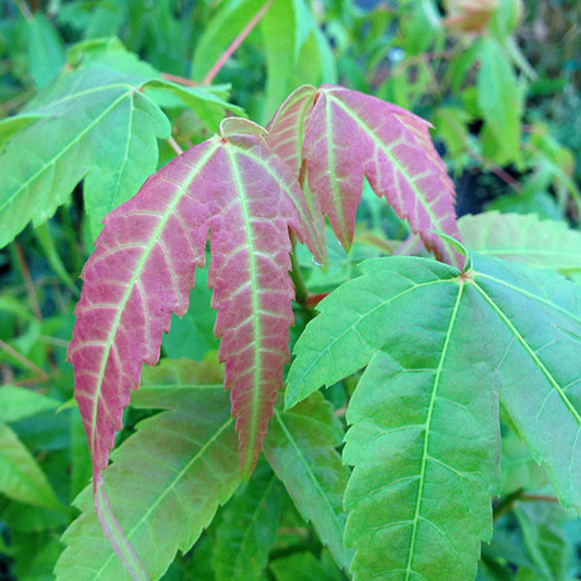 Acer elegantulum Seeds – Rare Ornamental Maple Tree – Deciduous Tree with Elegant Foliage, Shade Tree for Temperate Landscapes or Bonsai