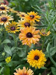 200+ Sahara Mix Rudbeckia Seeds – Warm Rustic Blooms for Garden Planting, Drought-Tolerant Flowers for Beds & Pollinators – USA