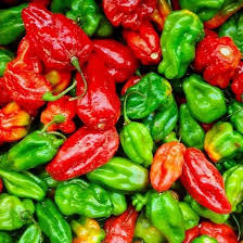 10 Seeds Aji Dulce Pepper (Capsicum chinense) – Sweet, Mild Caribbean Pepper