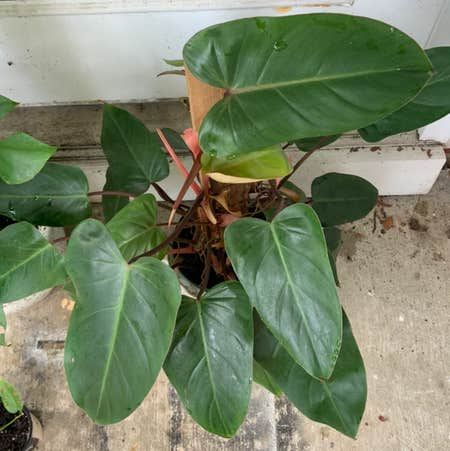 Red Emerald Philodendron Erubescens 17" Tall Climbing Plant, Fully Rooted