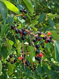 1 Rum Cherry Tree (Prunus serotina) / Wild Black Cherry – Live Bare Root Plant 18"-24"
