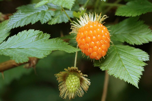 5 Salmonberry Root Cuttings 4"-5", Live Plants Rhizomes, Rubus spectabilis, Organic Perennial, Edible Berries