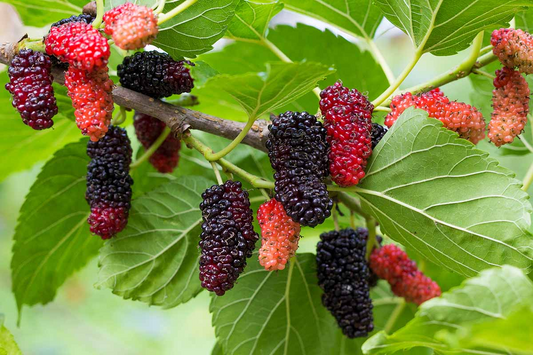 12 Red Mulberry Tree Unrooted Cuttings 6-8" | Morus rubra, Fruit Tree for Garden, Fast-Growing Mulberry