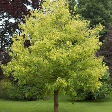10 Seeds Acer Negundo (Box Elder Maple) for Planting - Hardy Tree for Gardens, Landscaping & Shade - Fast-Growing, Unique Tree Seeds