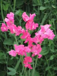 50+ Milly Sweet Pea Seeds – Soft Lilac Fragrant Blooms for Garden Planting, Climbing Vines for Trellises & Bouquets – USA