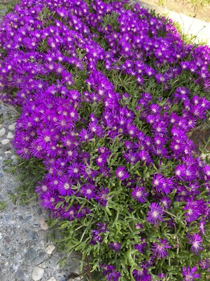 10 Cuttings Creeping Ice Plant | Rare Purple/Pink Blooms | Ground Cover Succulent | Easy to Grow | Drought-Tolerant