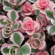 Tricolor Sedum Spurium Variegated Stonecrop | 4 Live Succulent Cuttings (2"-4") | Hardy, Colorful Ground Cover