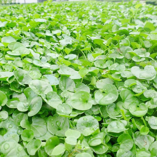 1000 Dichondra Repens Seeds (Creeping Jenny) | Perennial Ground Cover, Evergreen Lawn, Low Maintenance, Fast Growing, Garden Plant