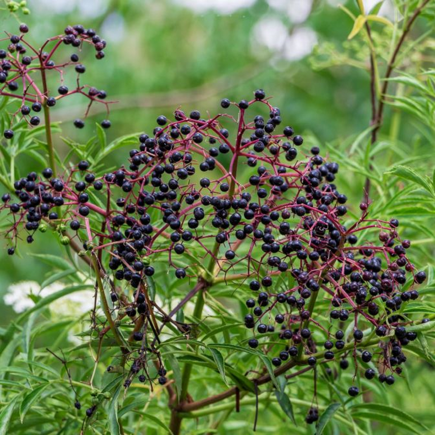 5 American Elderberry Unrooted Cuttings - Sambucus Canadensis - Elderberry Plant for Health, Home Garden Berries