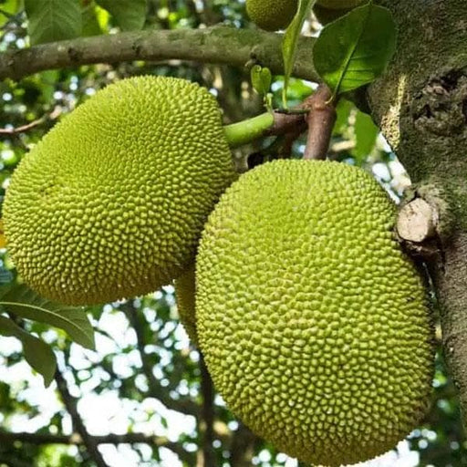 10 Fresh Red Jackfruit Seeds - Tropical Jack Fruit Tree Seeds - High Germination Rate, Ready to Grow