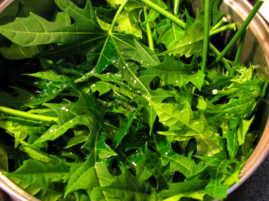 10 Organic Chaya Mexican Tree Spinach Unrooted Cuttings - Cnidoscolus aconitifolius, Superfood, Easy to Grow, Edible Leaf Plant Cuttings