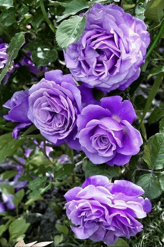 20pcs Purple Climbing Rose Seeds – Rare Vining Roses, Elegant Purple Blooms, Fast Growing, Perfect for Trellises & Garden Arches