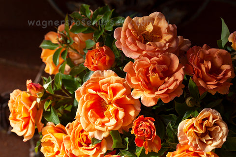 Pumpkin Patch Rose Starter Plant 6-10" Tall - Orange-Brown Blooms - Autumn Inspired, Full Sun, Rustic Garden Charm