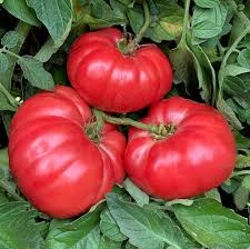 30 Giant Belgium Pink Tomato Seeds – Solanum lycopersicum – Heirloom, Non-GMO, Large Fruits for Slicing & Sandwiches