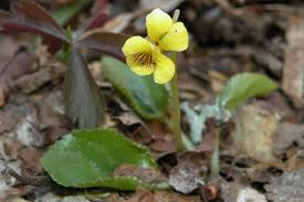 Yellow Violets (Viola Rotundifolia) | Bare-Root Starter Plants - Heart-Shaped Leaves & Yellow Flowers - 4–24" Growth