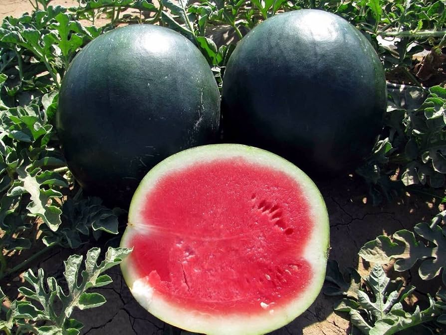Black Diamond Watermelon Seeds | Heirloom Non-GMO | 30-75 lb Fruit | Sweet Red Flesh | USDA Zones 3-10 |