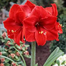 Amaryllis Red Lion Bulb - Award-Winning Large Red Blooms, 24" Tall, Holiday Gift, USDA Zones 8-11, Easy to Grow Indoors or Outdoors