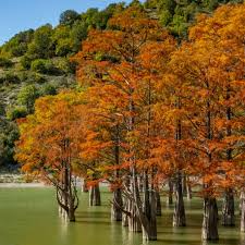 Bald Cypress Tree | 2-3 Ft Tall Live Seedling | Taxodium distichum | Hardy Shade Tree for Wetlands & Landscapes