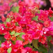 Bengal Orange Bougainvillea | Rare Starter Plant | Well-Rooted Plug | Subtropical Beauty for Indoor & Outdoor Spaces
