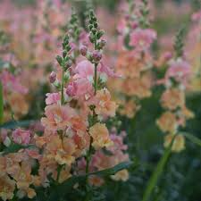 Chantilly Mix Snapdragon Seeds (Antirrhinum majus) | 1000+ Seeds | Tall, Fragrant Blooms in Mixed Colors for Garden & Cut Flowers