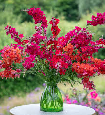 Chantilly Velvet Snapdragon Seeds (Antirrhinum majus) | 1000+ Seeds | Tall, Fragrant Deep Red Blooms for Garden & Cut Flowers