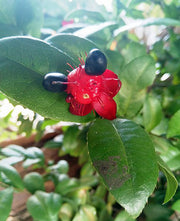 35 Ochna Serrulata Seeds - Mickey Mouse Plant - Yellow Flowers, Bonsai, Tropical Garden, Hardy Zones 9-11