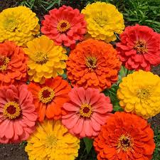 200 Seeds Zinnia FRUITY BEAUTY Mix, Non-GMO, Attracts Hummingbirds & Butterflies, Vibrant Garden Blooms, Easy to Grow Annual Flowers