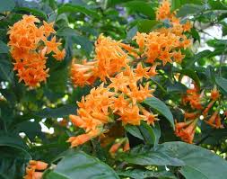 Orange Zest Jasmine (Cestrum aurantiacum) | Live Flowering Shrub | Attracts Butterflies | Hardy Zones 7-8 | 5 Ft Tall