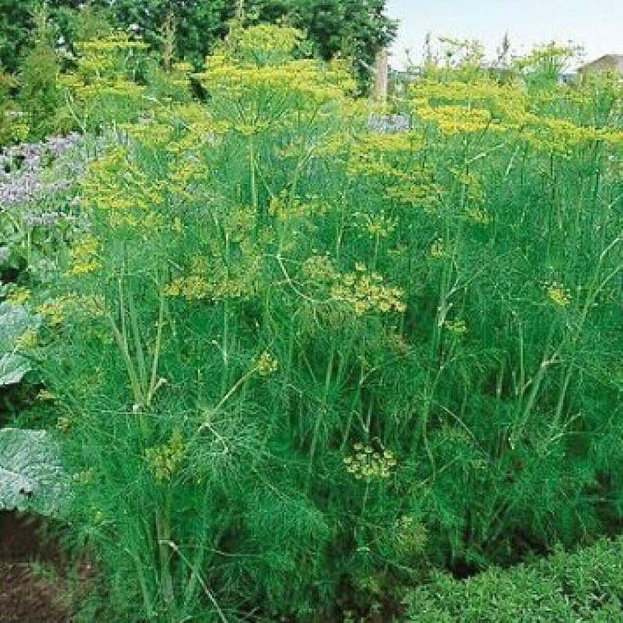 1g Dill Bouquet Seeds Anethum graveolens | Aromatic Herb, Non-GMO, Heirloom, Culinary & Medicinal, Pollinator-Friendly, Easy to Grow