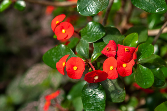 Red Crown of Thorns Cutting | Euphorbia Milii | No Roots | Easy to Grow | Drought-Tolerant | Tropical Succulent | Exotic Blooms