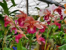 Phaius Lady Ramona Harris ‘Looking @ You’ Orchid | Live Plant | Red-Maroon Flowers | 3-Inch Pot | Indoor/Outdoor Subtropical Orchid