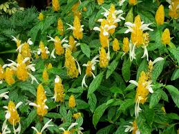 1 Yellow Shrimp Starter Plants - Pachystachys Lutea (Golden Lollipop Plant) - Tropical Plug Plants, 3-5 Inches, Bright Yellow Blooms