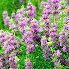 1,000 Lemon Mint Seeds – Non-GMO Culinary Herb, Edible Flowers, , USA Seller