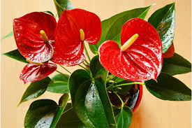 Red Sensation Anthurium Starter Plant - Live Well Rooted Seedling - King Veitchii, Indoor & Outdoor Flowering Plant