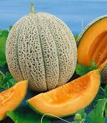 35 Seeds Hales Best Jumbo Melon – Cantaloupe (Cucumis melo) Heirloom, Sweet & Juicy, Perfect for Planting and Growing in Home Gardens
