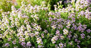 300 Seeds Thyme (Thymus vulgaris) – Culinary Herb for Cooking, Seasoning, and Pollinator-Friendly Gardens