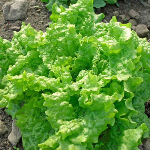 700 Seeds Black Seeded Simpson Leaf Lettuce – Lactuca sativa | Heirloom Lettuce for Planting, Gardening & Fresh, Tender Harvests