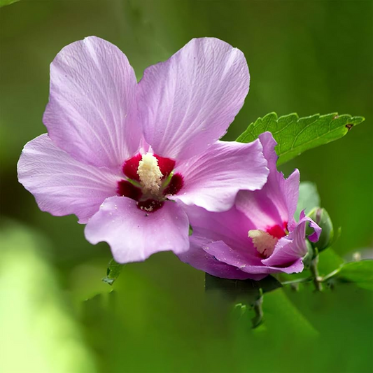 2 Rose of Sharon Hibiscus Starter Plants (6") | Fast Growing Live Roots, Random Color, Can Be White, Purple Or Pink