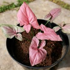 1 Syngonium podophyllum 'Pink Perfection' - Live Arrowhead Plant in 4" Pot - Rare Pink Houseplant
