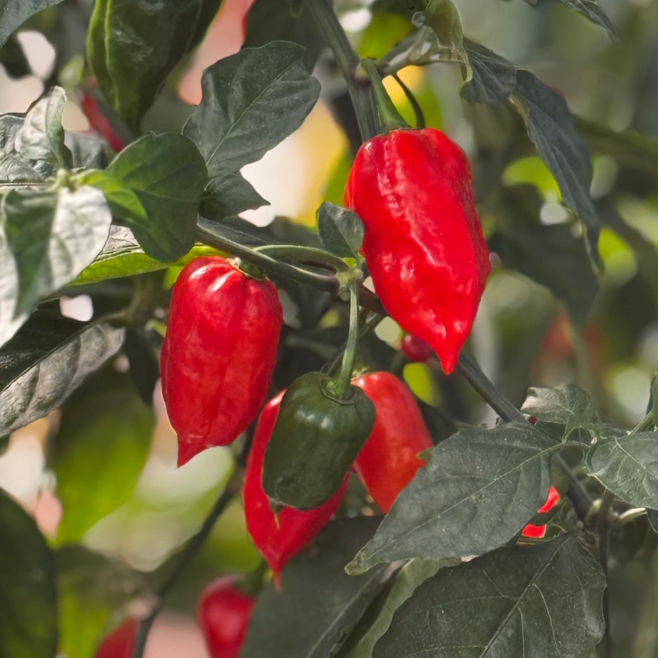 20 Ghost Pepper Seeds Bhut Jolokia – Super Hot Chili, Fiery Heat, Heirloom, Perfect for Hot Sauce & Spicy Dishes