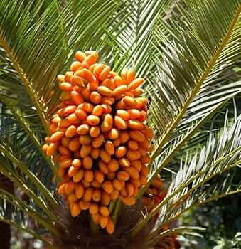 10 Canary Island Date Palm Seeds (Phoenix Canariensis) - Hardy Tropical Palm, 65 Ft Mature Height