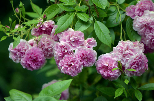 Live Heirloom 7 Sisters Pink Rose Bush | Climbing Multiflora Rambler | 3–6" Starter Plants | Bare Root Baby Roses