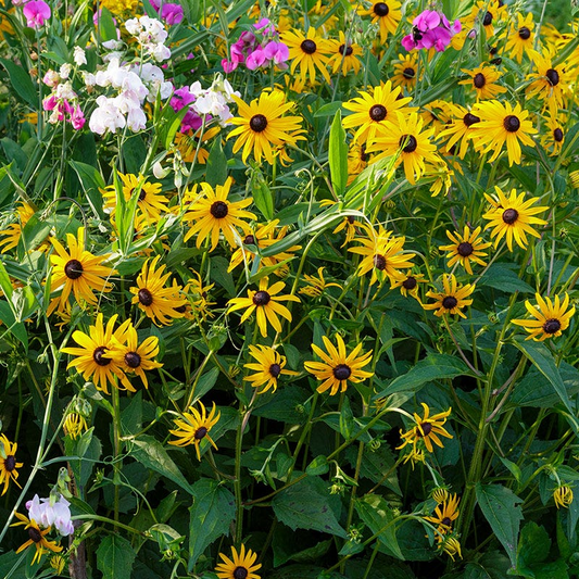 Black-eyed Susan Seeds – Rudbeckia hirta – 100mg (~400 Seeds), Native Wildflower, Bright Yellow Blooms, Pollinator Friendly, Easy to Grow